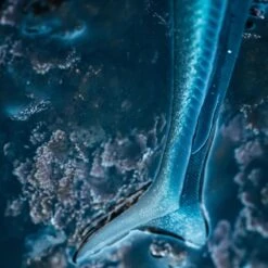 COMBO Leurres Souples Shad Lançon EELO 110 8gr AYU/BLEU 14 COMBO Leurres Souples Shad Lançon EELO 110 8gr AYU/BLEU -Magasin De Matériel De Pêche combo leurres souples shad lancon eelo 110 8gr ayubleu 2